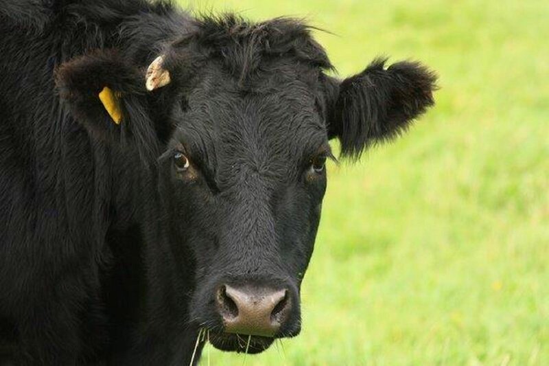 Black Cow in Field — Calm