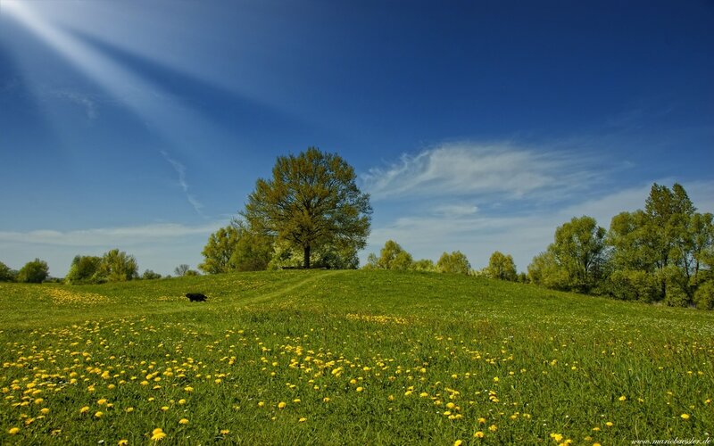 Black Cow in Field — Green, Serene, Afternoon, Photograph