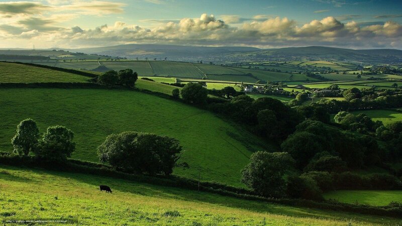 Black Cow in Field — Green, Serene, Afternoon