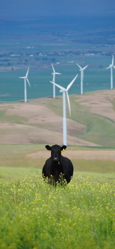Black Cow in Field — Green, Serene