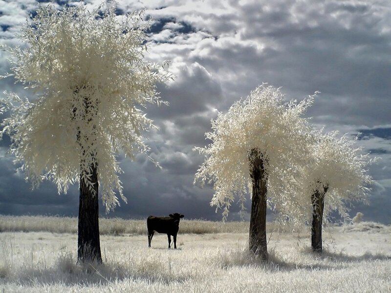 Black Cow in Field