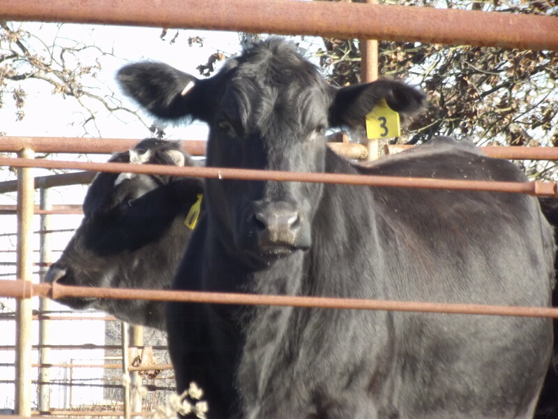 Black Cow in Pen