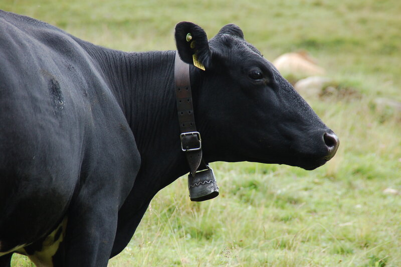 Black Cow with Bell