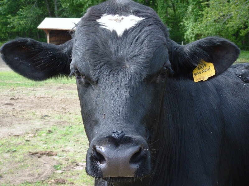 Black Cow with White Patch