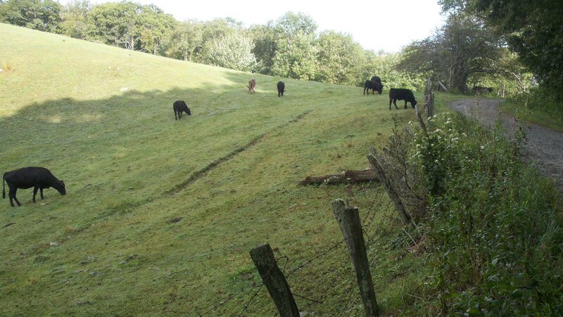Black Cows Grazing — Green