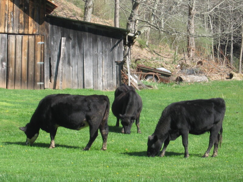 Black Cows Grazing
