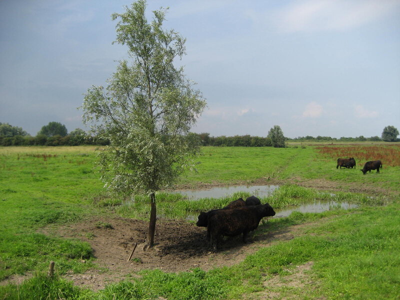 Black Cows in Field