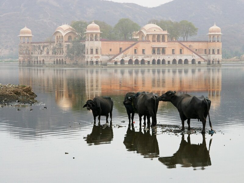 Black Cows in Water