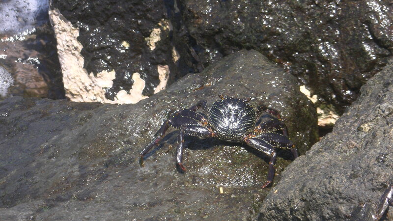 Black Crab on Rock