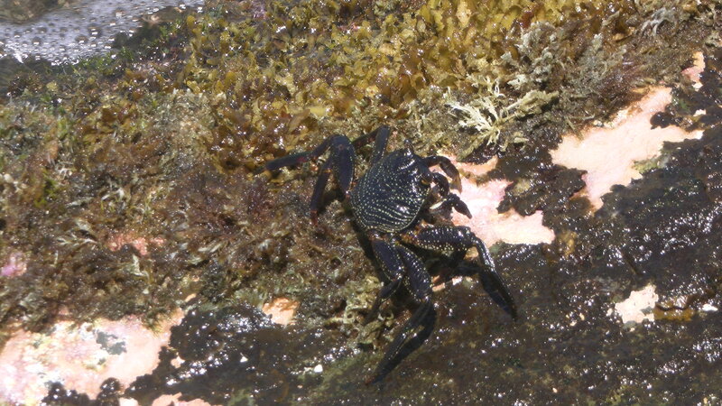 Black Crab on Rocks