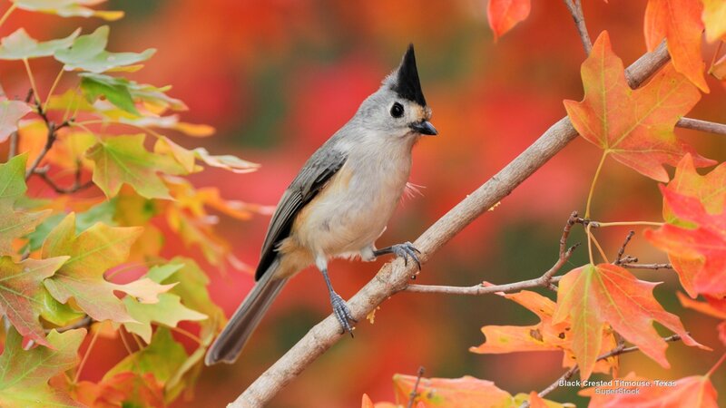 Black-crested Titmouse