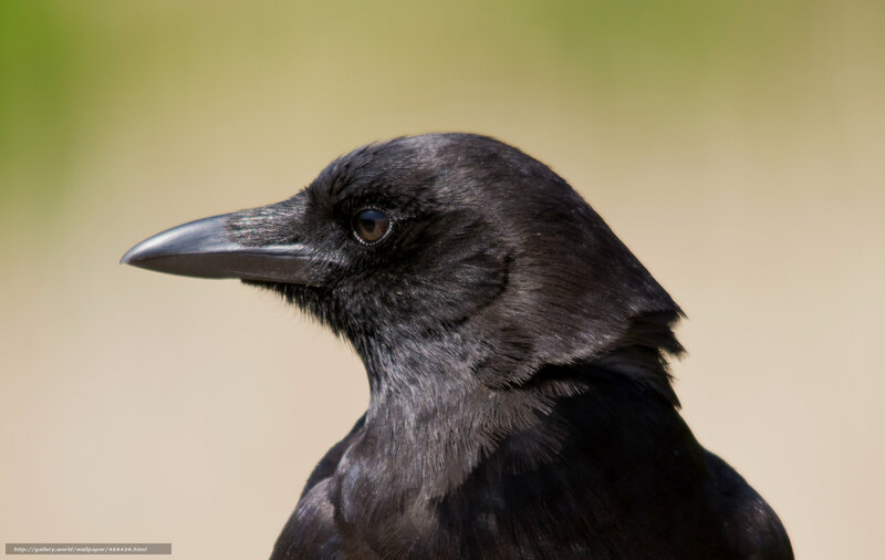 Black Crow Head — Neutral, Photograph