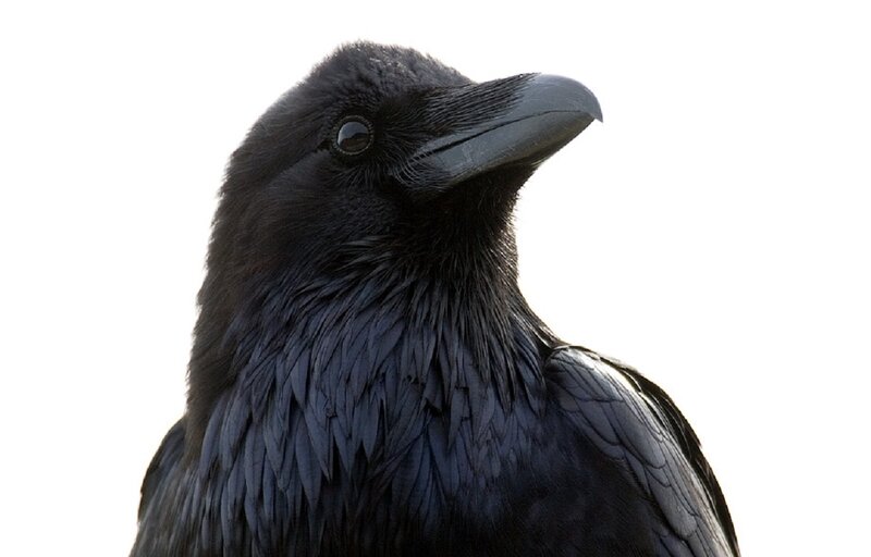 Black Crow Head — Neutral