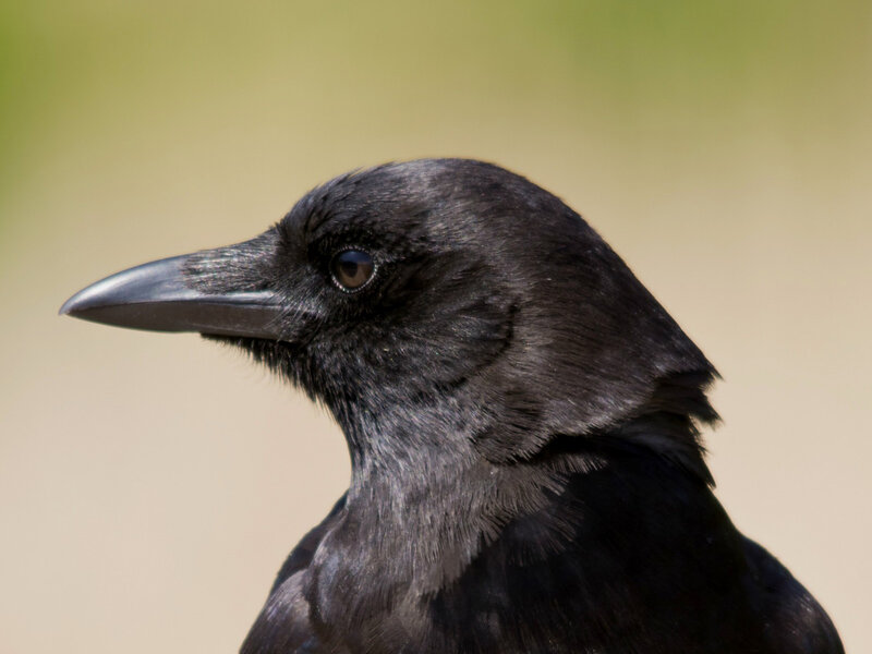 Black Crow Head