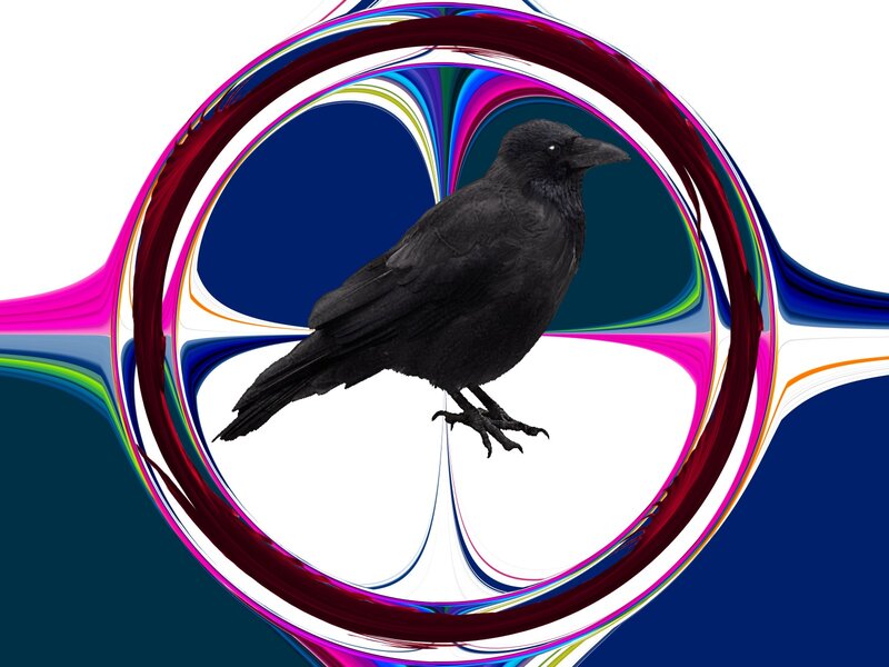 Black Crow in Circle