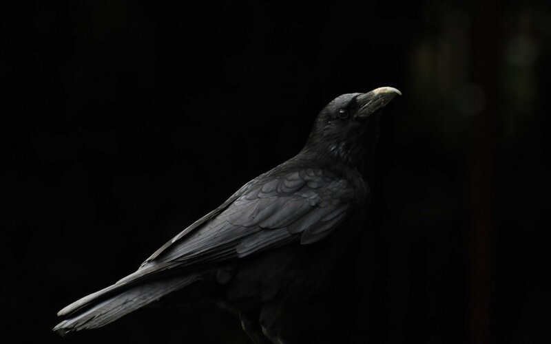 Black Crow in Darkness