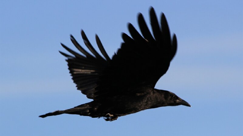Black Crow in Flight