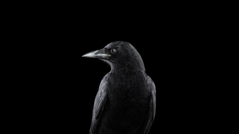 Black Crow in Profile — Dramatic, Photograph