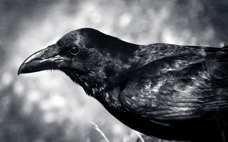 Black Crow in Profile — Dramatic