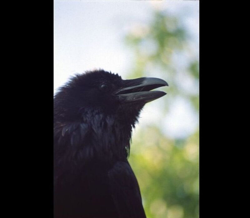 Black Crow in Profile
