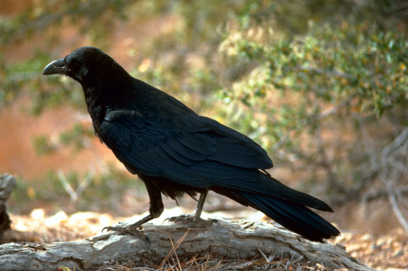 Black crow on a log