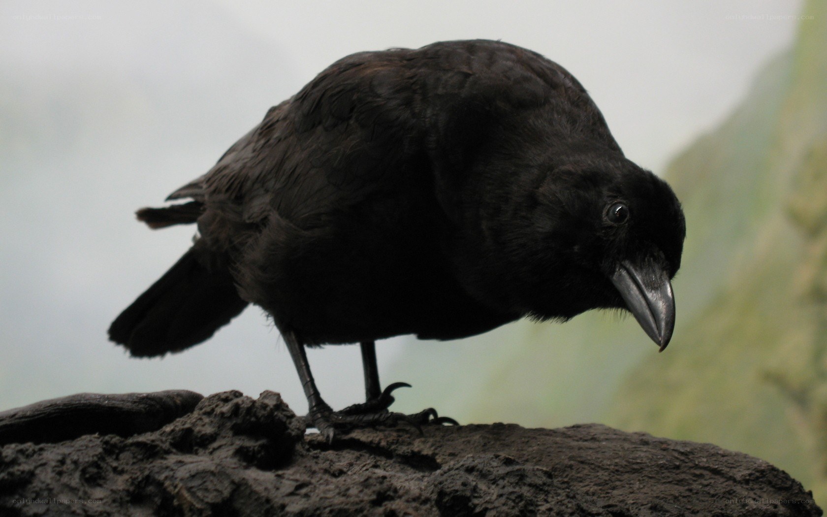 black crow on a rock