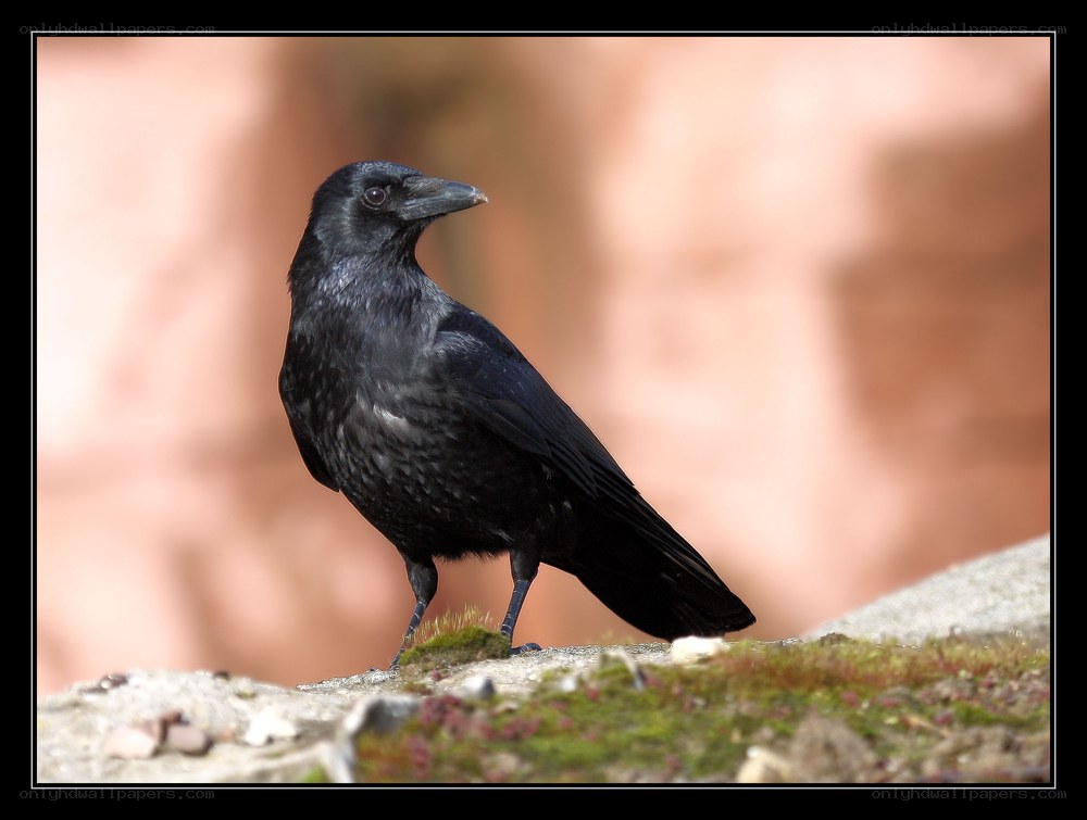 black crow on a rock