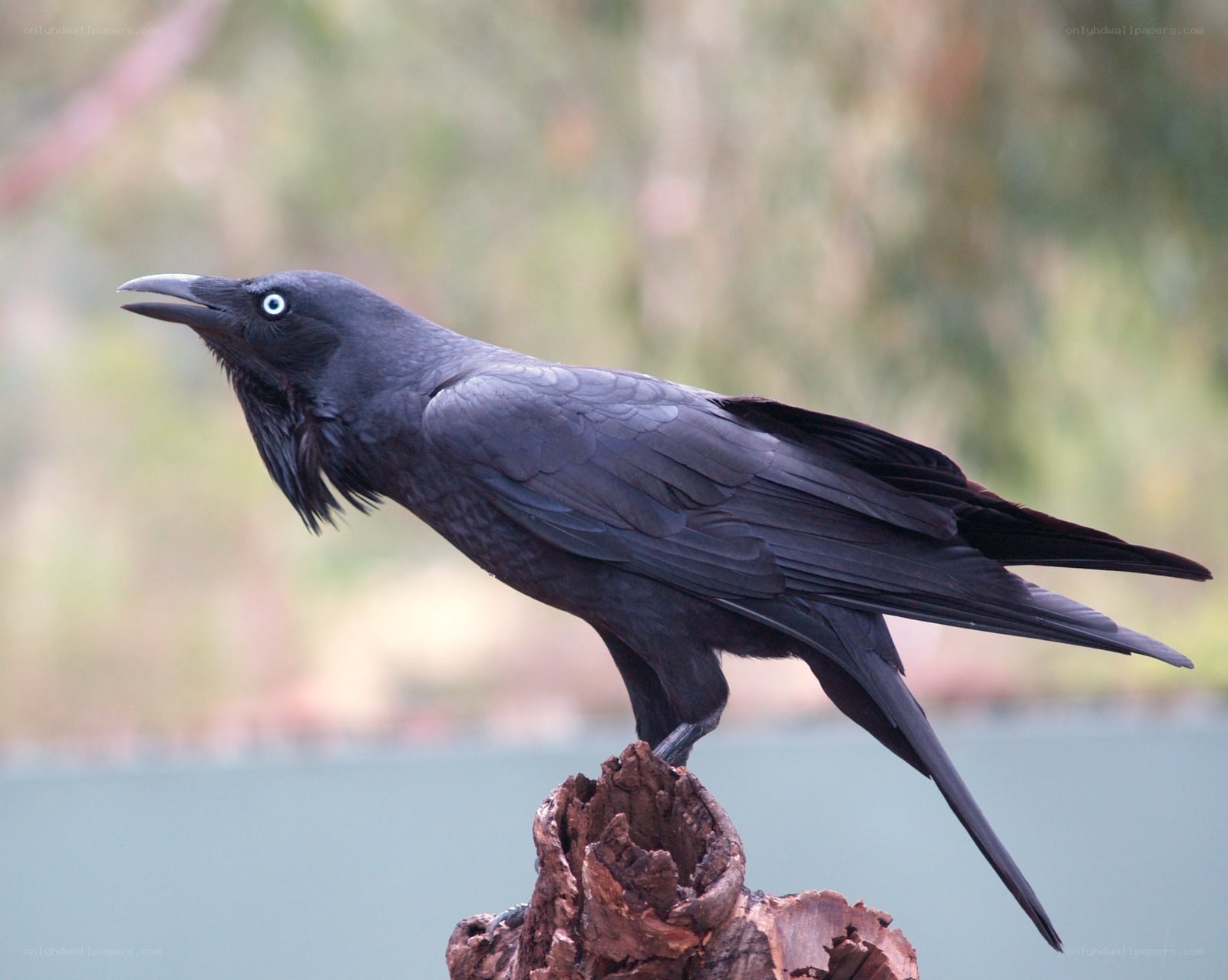 black crow on a stump