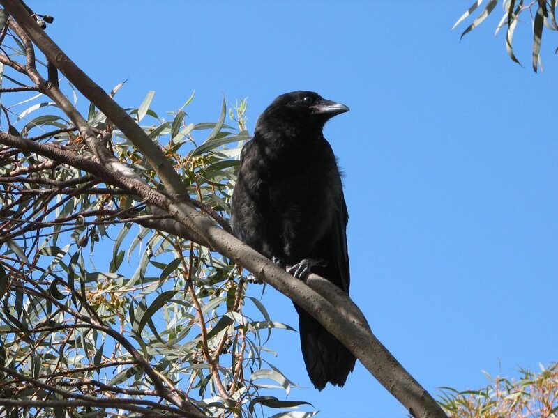 Black crow on a tree branch