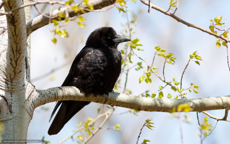 Black crow on a tree branch