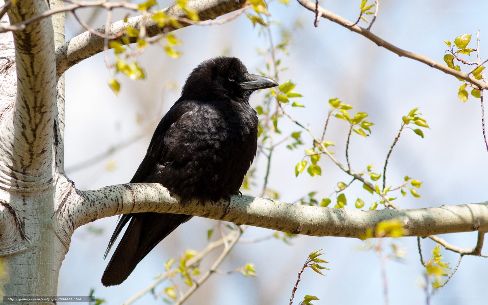 Black crow on a tree branch
