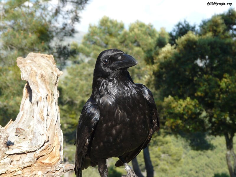 Black crow on a tree stump