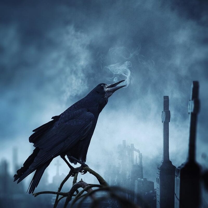 Black Crow on Branch — Blue