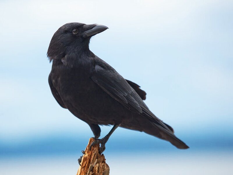 Black Crow on Branch — Calm, Photograph