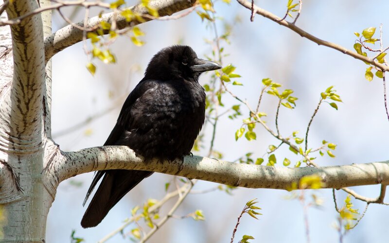 Black Crow on Branch — Calm, Spring