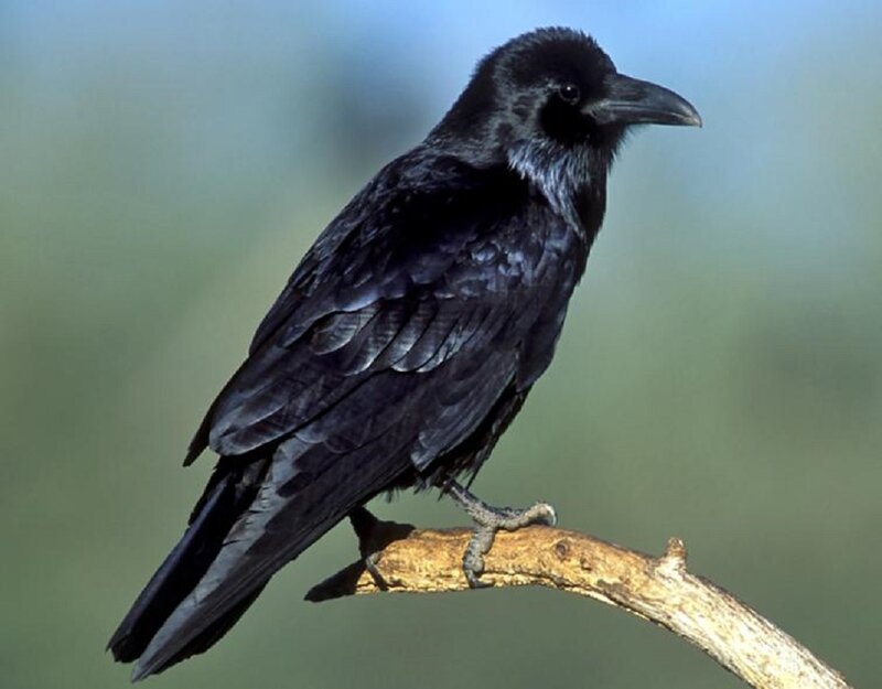 Black Crow on Branch — Calm