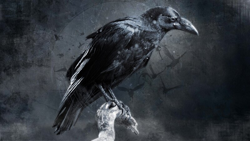 Black Crow on Branch — Dark, Night