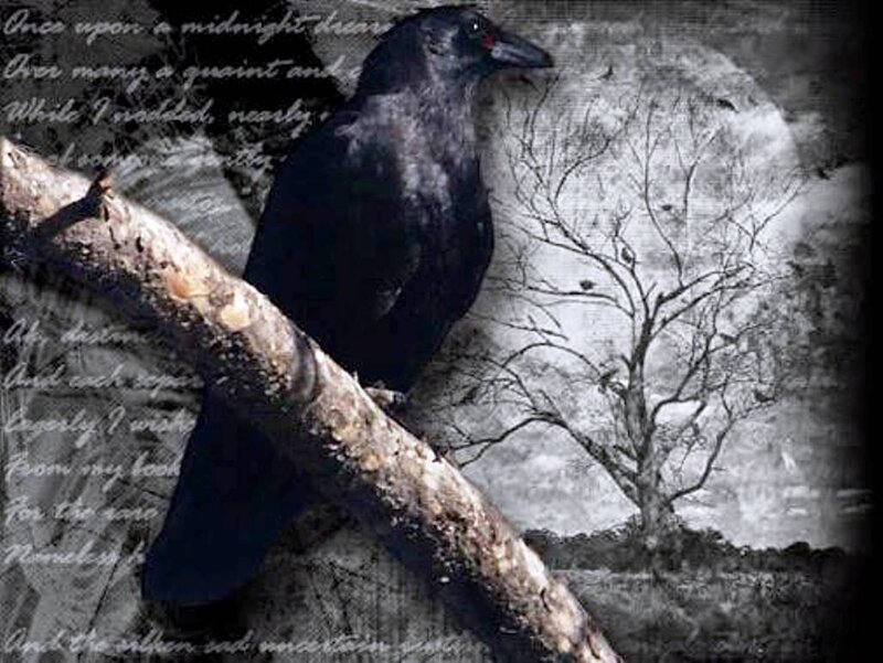 Black Crow on Branch — Dark