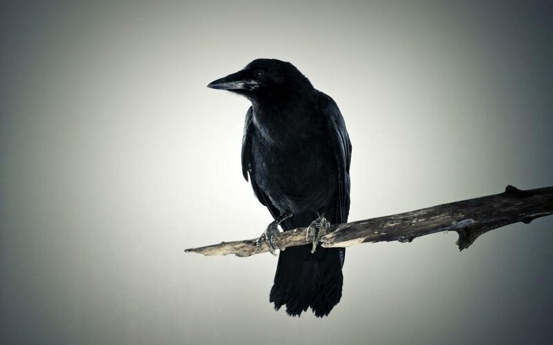 Black Crow on Branch — Dramatic, Photograph