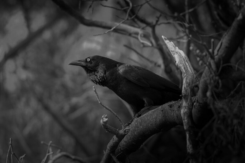 Black Crow on Branch — Dramatic, Photograph, Tree