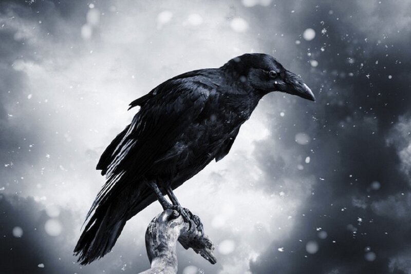 Black Crow on Branch — Dramatic