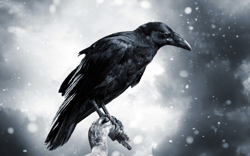 Black Crow on Branch — Dramatic, Winter