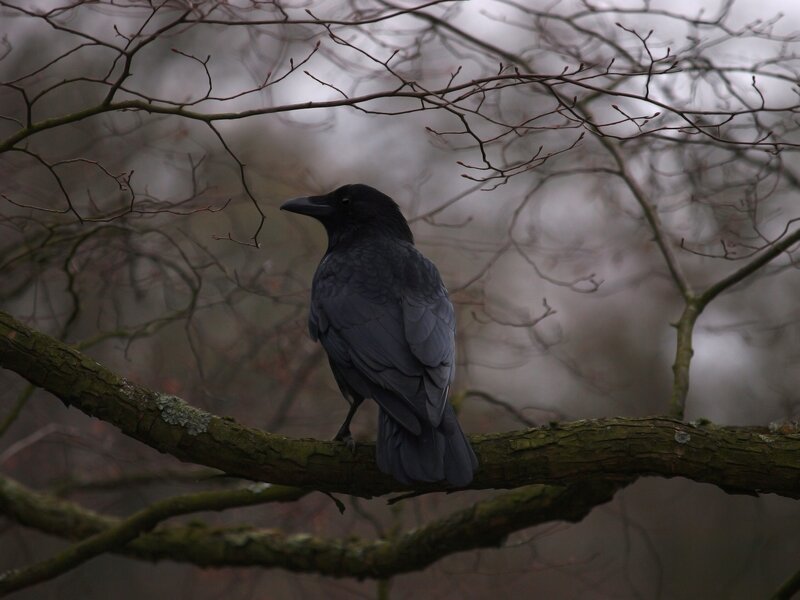Black Crow on Branch — Somber