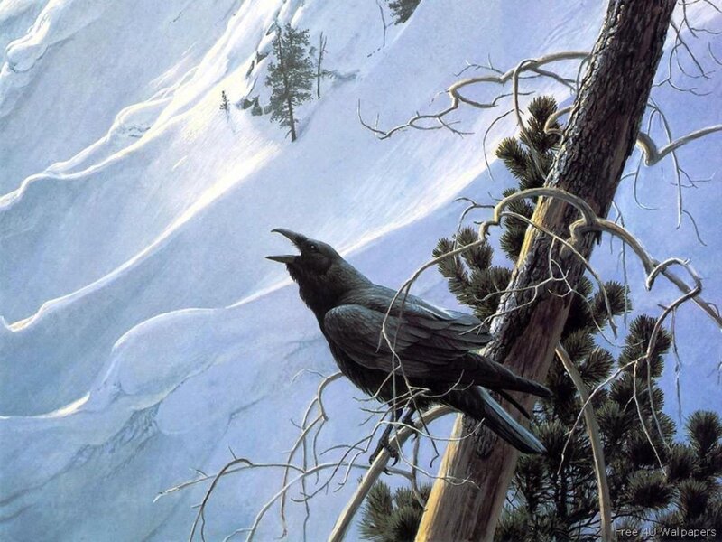 Black Crow on Branch
