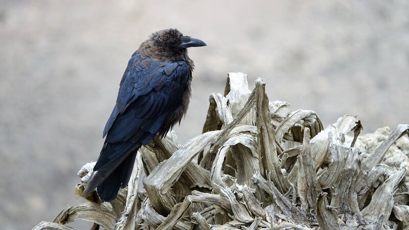 Black Crow on Driftwood