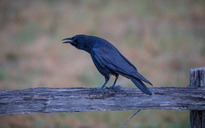 Black Crow on Fence