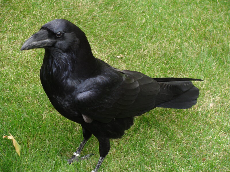 black crow on grass