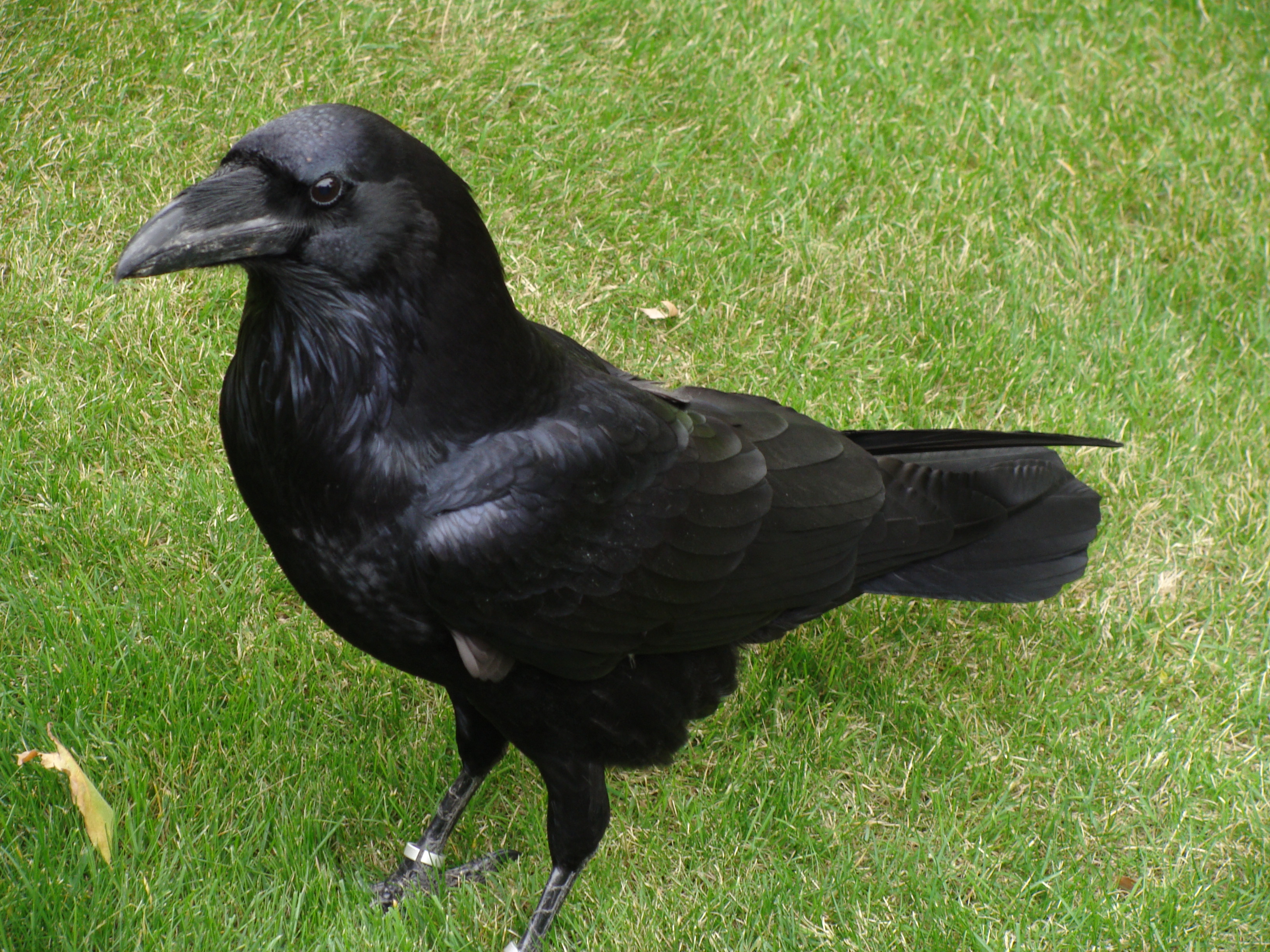 black crow on grass