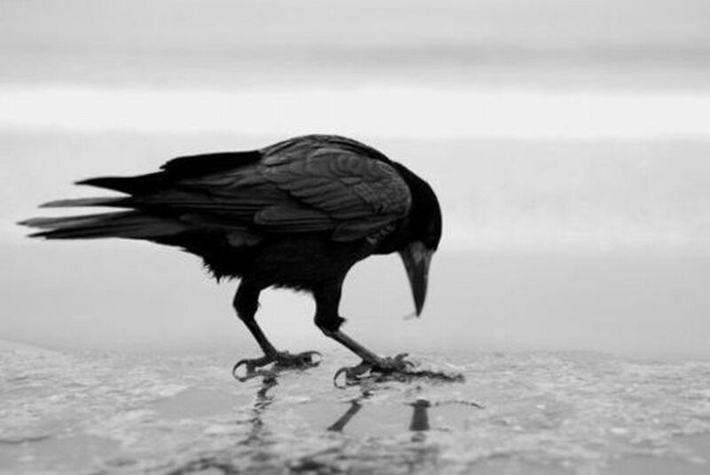 Black Crow on Ice