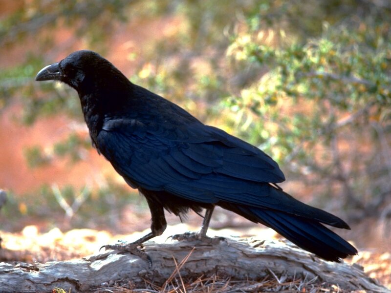 Black Crow on Log — Natural, Afternoon